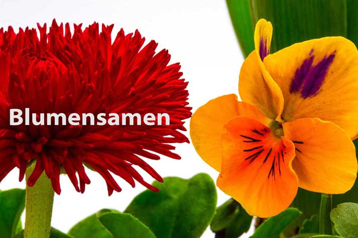 Blumen - reiche Auswahl