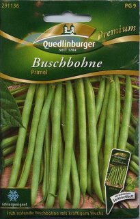 Buschbohne Primel