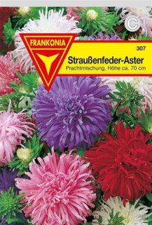 Astern Straußenfeder Frankonia Samen