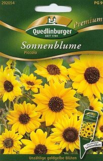Sonnenblume Piccolo