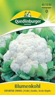 Blumenkohl Erfurter Zwerg