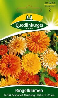 Ringelblumen Pazifik Schönheit