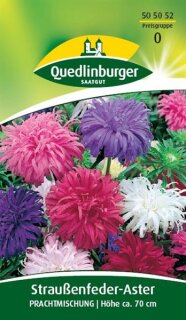 Aster Straußenfeder - Mischung