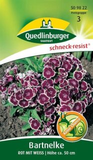 Bartnelke, Rot mit Weiß