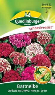 Bartnelke, Gefüllte Mischung
