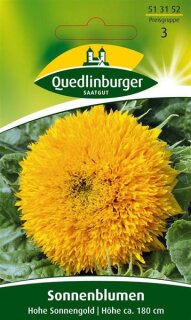 Sonnenblume Hohe Sonnengold