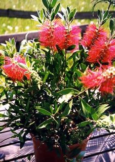 Australischer Lampenputzer