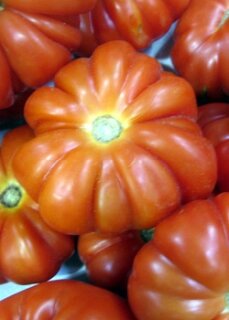Fleischtomate Costoluto Genovese