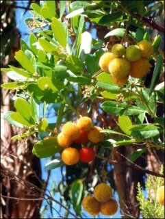 Erdbeerbaum / Medronho