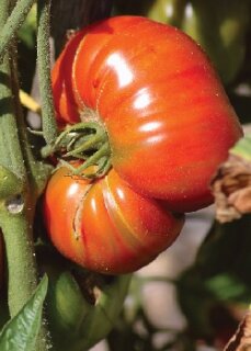 Fleischtomate Pink Brandwine