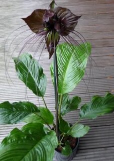 Fledermausblume