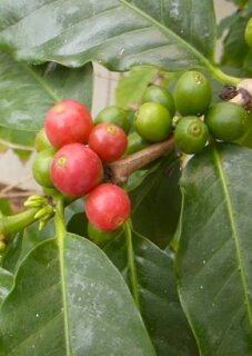 Arabica-Hochlandkaffee