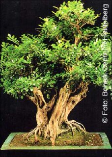 Orangen-Jasmin