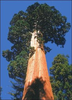 Berg Mammutbaum