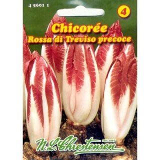 Chicoree Rossa di Treviso precoce