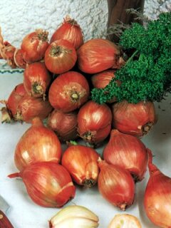 Pflanzschalotten 250 g