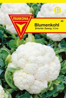 Blumenkohl, Erfurter Zwerg