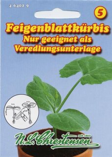 Kürbis Feigenblattkürbis
