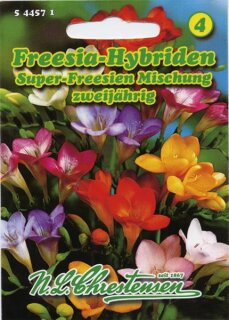Freesia-Hybriden Mg.