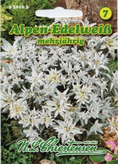 Alpen-Edelweiß