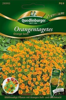 Orangentagetes Orange Gem